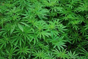 marihuana como combustible