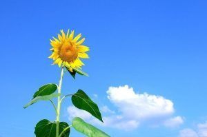 ventajas e inconvenientes biodiesel
